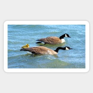 Protective Canada Geese Parents Sticker